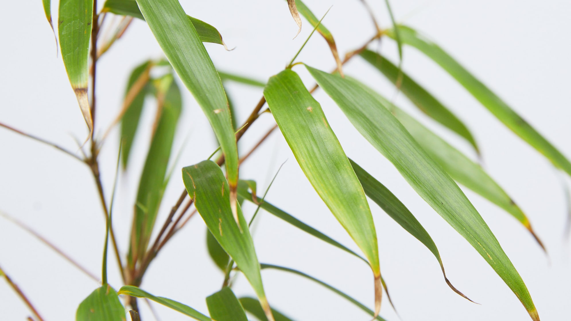 Complete guide to umbrella bamboo care | Patch Plants